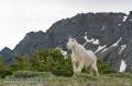 _IGP6552 mountain goat posing